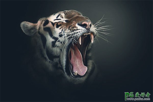 photoshop给一张咆哮的老虎照片设计出突出的效果