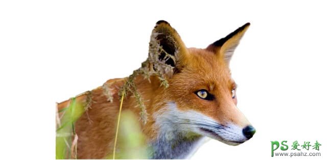 PS鼠绘可爱的动物头像教程：手绘水彩动物狐狸的头像，彩绘头像
