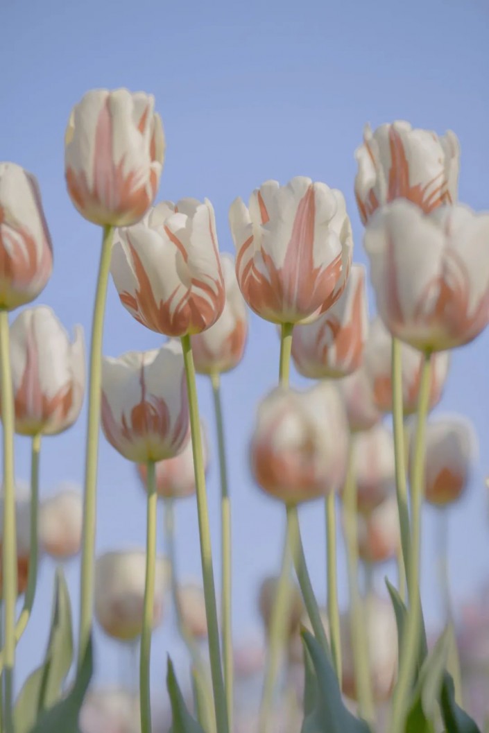 PS植物调色实例：给漂亮的郁金香照片调出温柔唯美的效果