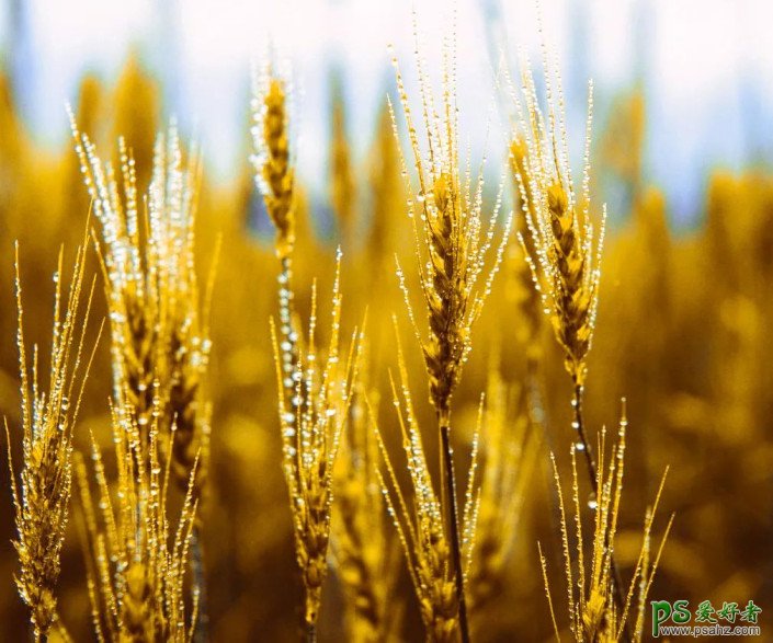 PS后期给青色小麦调出成熟的金黄小麦颜色。