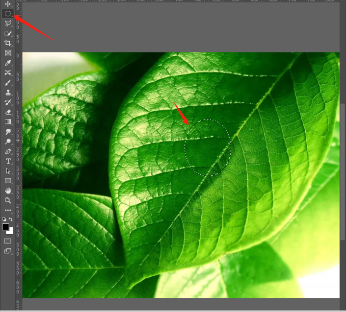 Photoshop绘制水珠教程：利用水滴形状制作树叶上逼真的水珠。