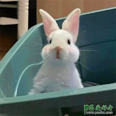 可爱兔子图片头像,可爱小兔子图片头像。