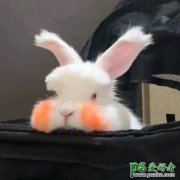 <b>可爱兔子图片</b>