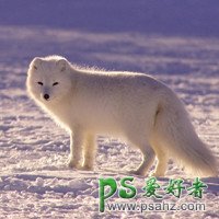 白狐图片头像,可爱的白狐头像图片,好看的白狐狸图片头像。